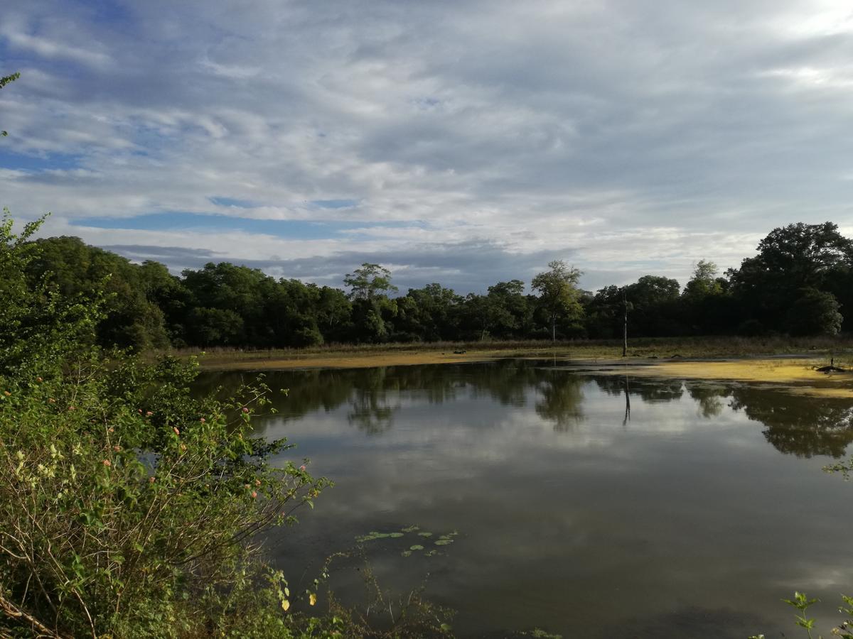 Induwara Safari Resort Udawalawe Zewnętrze zdjęcie