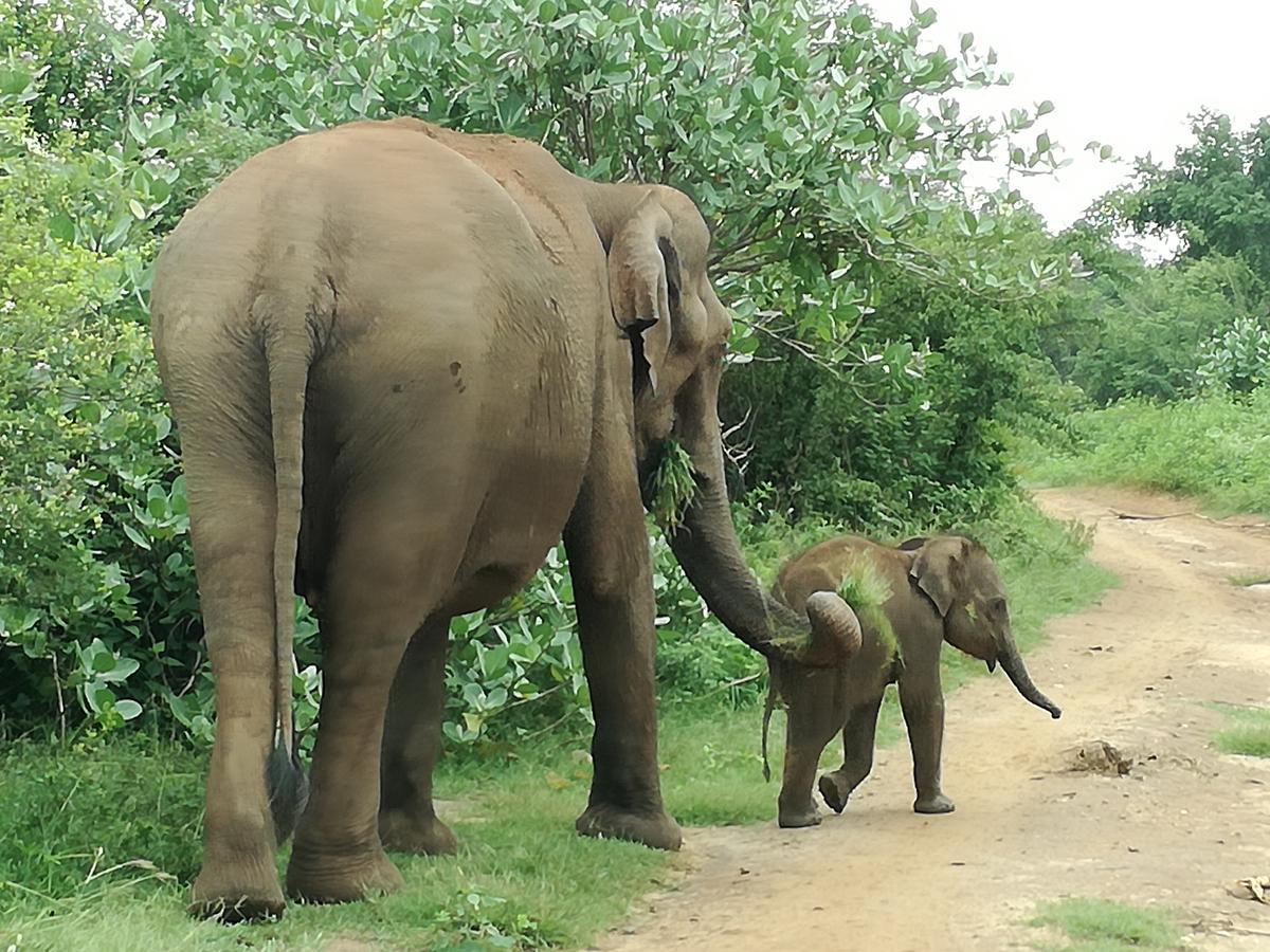 Induwara Safari Resort Udawalawe Zewnętrze zdjęcie