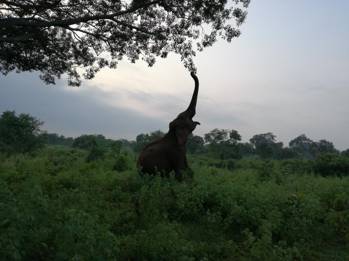 Induwara Safari Resort Udawalawe Zewnętrze zdjęcie