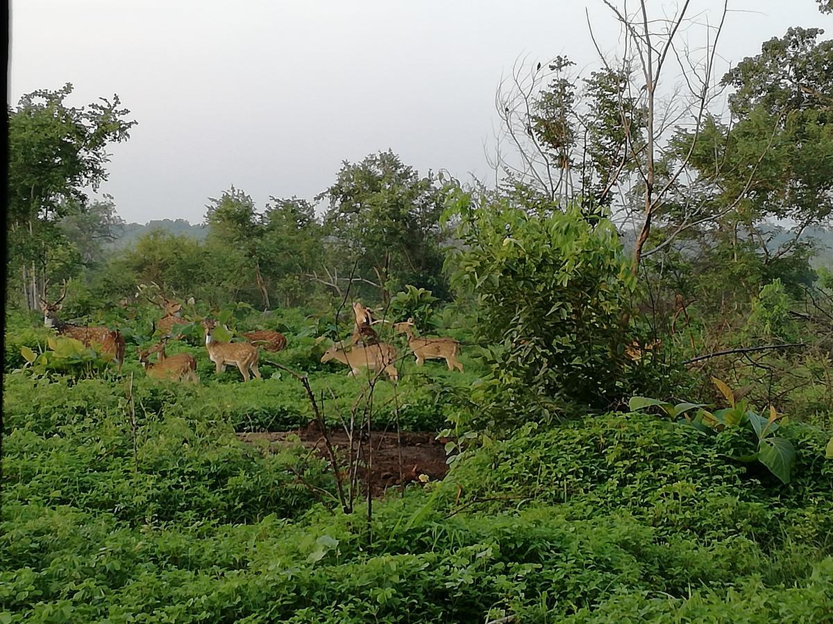 Induwara Safari Resort Udawalawe Zewnętrze zdjęcie