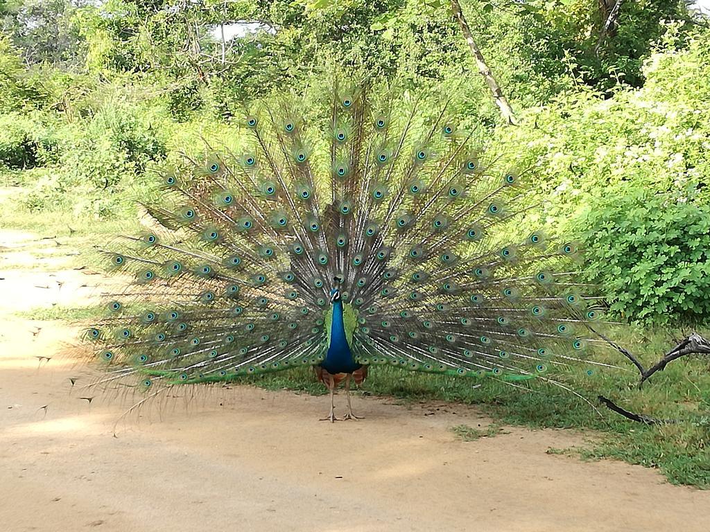 Induwara Safari Resort Udawalawe Zewnętrze zdjęcie