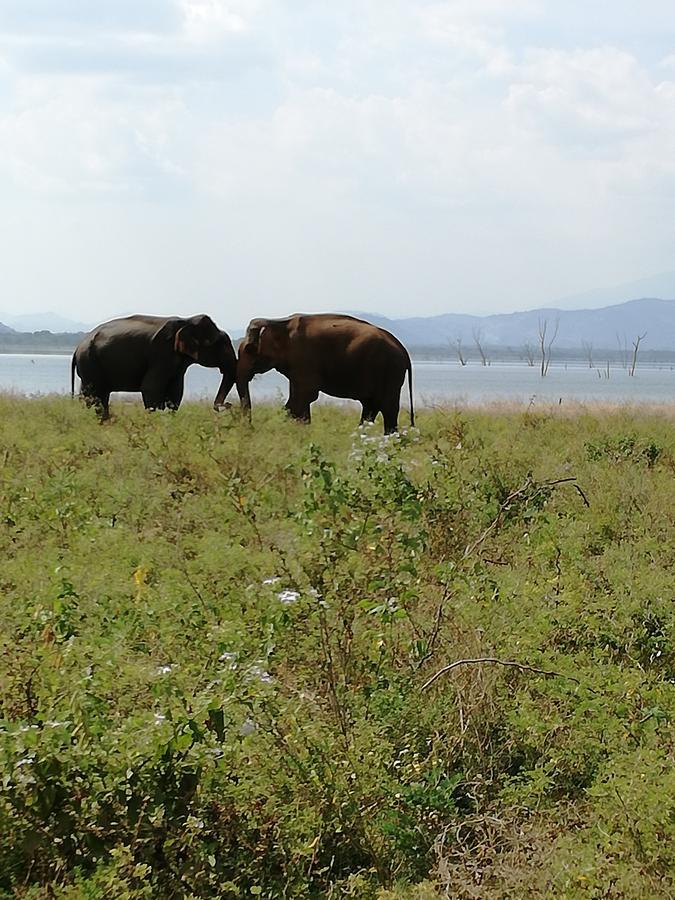 Induwara Safari Resort Udawalawe Zewnętrze zdjęcie